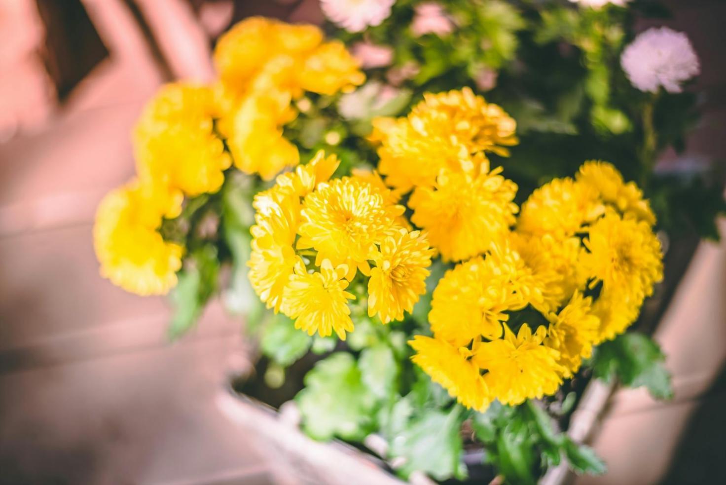 Kleurrijk boeket met diverse seizoensbloemen